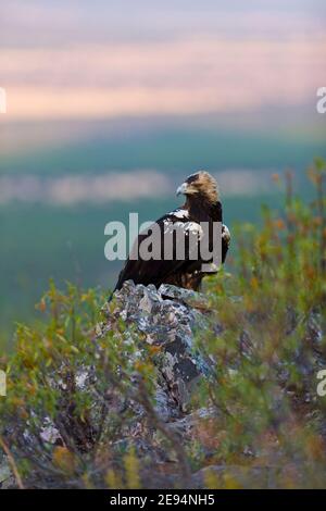 AGUILA IMPERIAL  IBERICA (Aquila adalberti) Stock Photo