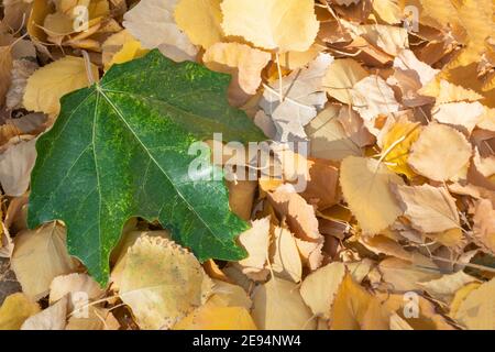 Green maple leaf rests on top of small, yellow leaves. Autumn concept, change of seasons. Copy space, selective focus, close-up. Stock Photo