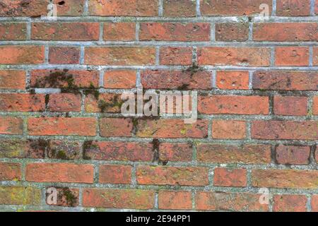 Old red brick wall covered with green moss. Vintage stone background. Stock Photo