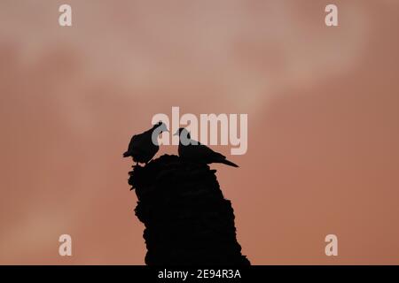 Two birds silhouetted on tree stump at sunset Stock Photo