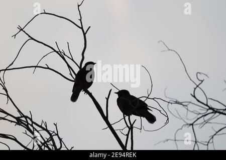 Two birds silhouetted on leafless branches Stock Photo