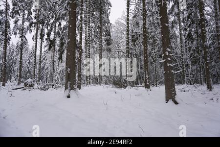 Landscape photo in winter in the Eifel - Germany under a cloudy sky, you can see snow, conifers and deciduous trees Stock Photo