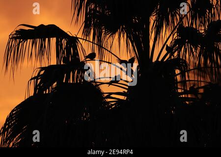 Birds silhouetted on palm tree with evening sky background Stock Photo