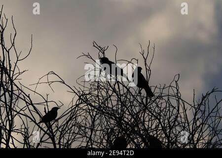 Birds silhouetted on leafless branches Stock Photo