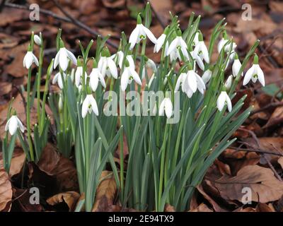 The first signs of Spring: a clump of snowdrops surrounded by fallen autumn leaves in an English woodland. Stock Photo