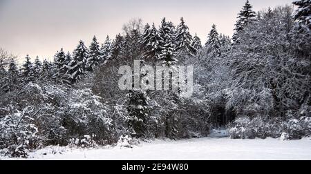 Landscape photo in winter in the Eifel - Germany under a cloudy sky, you can see snow, conifers and deciduous trees Stock Photo