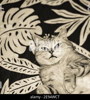british cat lying on floral bedcloth Stock Photo