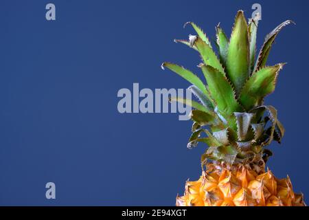 Whole pineapple on glass cloche against dark blue background with copy space Stock Photo