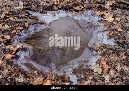 Frozen pool with fallen leaves on the forest floor Stock Photo
