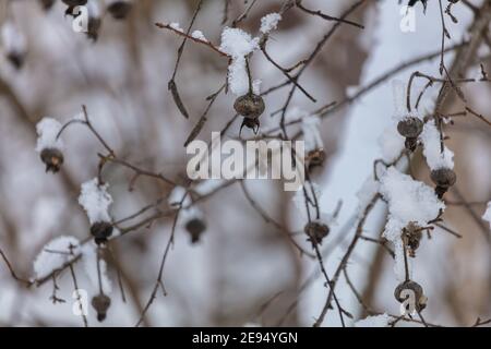 Dry rose hips under the snow. High quality photo Stock Photo
