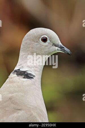 Eurasian Collared-dove (Streptopelia decaocto)  close-up of adult head  Eccles-on-Sea, Norfolk, UK            July Stock Photo