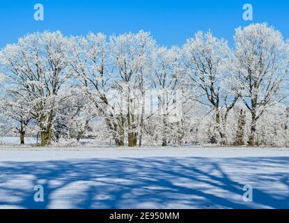 Sieversdorf, Germany. 31st Jan, 2021. Trees and bushes are covered with hoarfrost. Credit: Patrick Pleul/dpa-Zentralbild/ZB/dpa/Alamy Live News Stock Photo