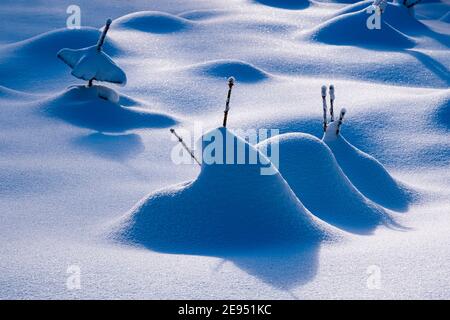 Winter landscape with small pine trees covered in snow at a sunny day in Ore Mountains. Stock Photo