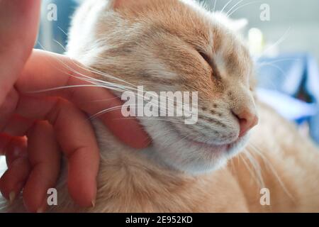 Human hand petting a cute ginger cat indoors Stock Photo