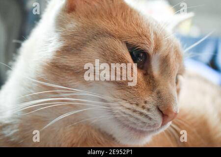 Cute ginger cat indoors Stock Photo