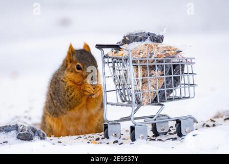 Closeup of an adorable squirrel near a small shopping cart with nuts in it on the snow Stock Photo