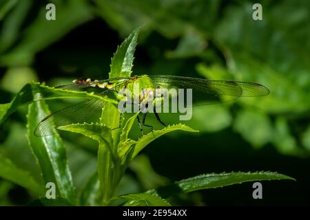 An Eastern Pondhawk Dragonfly (Erythemis simplicicollis) perched and posing on the edge of a leaf. Stock Photo