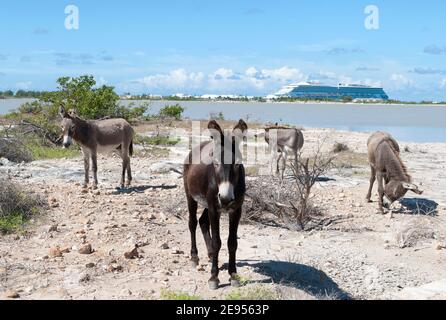 The group of wild donkeys walking by the lagoon on Grand Turk island (Turks and Caicos Islands). Stock Photo