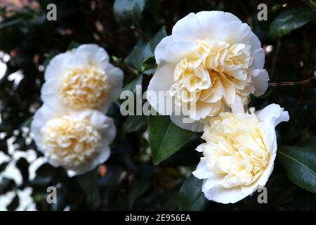 Camellia japonica ‘Brushfields Yellow’ Brushfield’s Yellow camellia – white outer petals and cream pale yellow ruffled centre,  February, England, UK Stock Photo