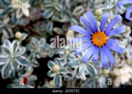 Felicia amelloides ‘Santa Anita Variegated’ Blue Daisy variegated – blue daisy-like flowers and variegated leaves,  February, England, UK Stock Photo
