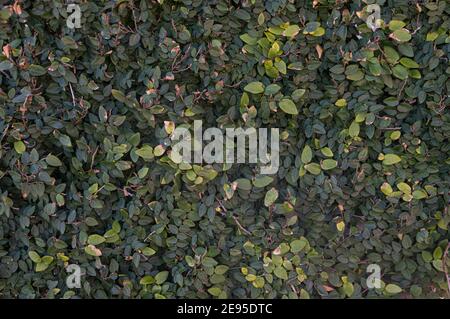 background made of artificial objects like a wall Stock Photo