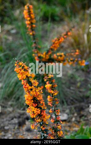 Berberis x lologensis Mystery Fire,Barberry Mystery Fire,evergreen shrub,glossy dark green leaves,clusters of orange-yellow flowers,flowering,spring i Stock Photo