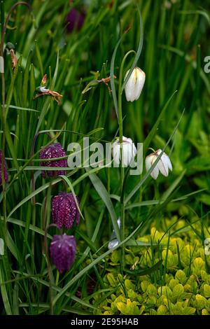 fritillaria meleagris alba,fritillaria meleagris,snakes head fritillary,fritillaries,spring,mixed fritillaries,purple and white flowers,bloom,blossom, Stock Photo