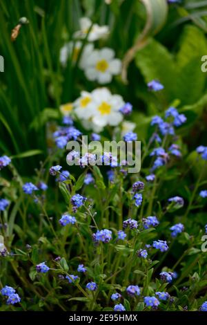 Myosotis sylvatica,primula vulgaris,forget me nots,forget me not,primrose,blue and white flowers,spring garden,gardens,mix,mixed planting,combination, Stock Photo