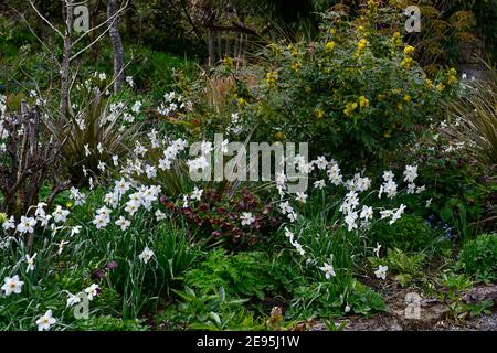 Narcissus poeticus var recurvus,helllebore,mahone,white and yellow flowers,flowering,mixed planting scheme,mixed spring flowers,flowering,spring in th Stock Photo