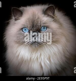 Lovely adult Ragdoll Cat isolated on Black Background Stock Photo