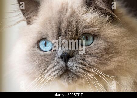 Lovely adult Ragdoll Cat with curious Blue Eyes and fluffy white fur Stock Photo