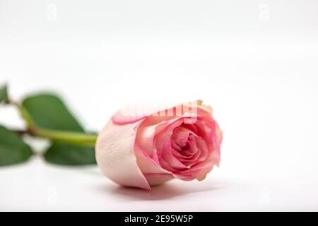 A single rose with soft focus against a white background Stock Photo