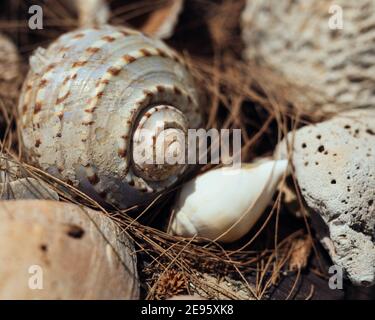 Large seashells stacked together on the beach Stock Photo