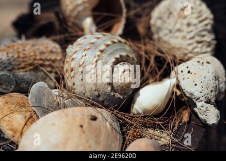 Large seashells stacked together on the beach Stock Photo