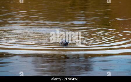 A Eurasian otter hunting in water coloured by a winter spate. River Tweed, UK Stock Photo