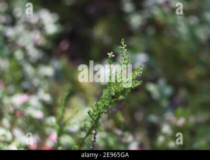 Heather green plant growing in the forest. Stock Photo