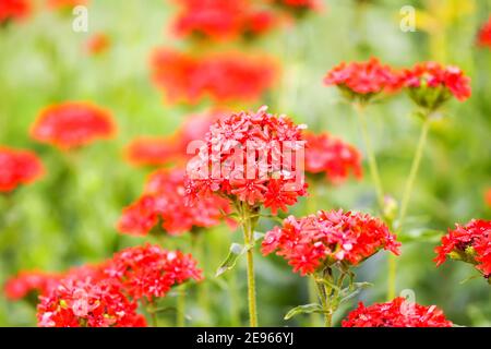 Bright red flowers of Lychnis chalcedonica. Maltese Cross plant in the summer garden. Stock Photo