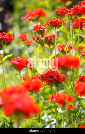 Bright red flowers of Lychnis chalcedonica. Maltese Cross plant in the summer garden. Stock Photo