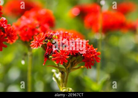 Bright red flowers of Lychnis chalcedonica. Maltese Cross plant in the summer garden. Stock Photo