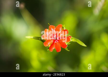 Bright red flowers of Lychnis chalcedonica. Maltese Cross plant in the summer garden. Stock Photo