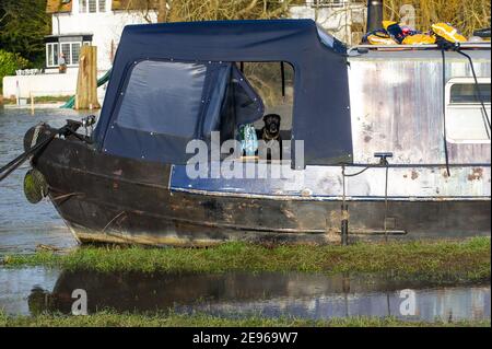 Cookham, Berkshire, UK. 2nd February, 2021. A dog looks out the window of a narrow boat on the flooded River Thames. A Flood Alert is in place in Cookham as the River Thames has burst it's banks.  The Environment Agency were on hand today pumping out drains. Credit: Maureen McLean/Alamy Live News Stock Photo