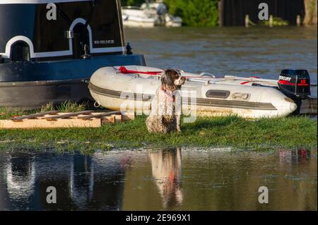 Cookham, Berkshire, UK. 2nd February, 2021. A dog waits patiently for his owner to return as to their narrowboat on the flooded River Thames. A Flood Alert is in place in Cookham as the River Thames has burst it's banks. The Environment Agency were on hand today pumping out drains. Credit: Maureen McLean/Alamy Live News Stock Photo