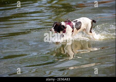 Cookham, Berkshire, UK. 2nd February, 2021. An English Springer called BoBo has fun in the floods. A Flood Alert is in place in Cookham as the River Thames has burst it's banks. The B4447 road across Cookham Moor has been closed as it is flooded. The Environment Agency were on hand today pumping out drains. Credit: Maureen McLean/Alamy Live News Stock Photo