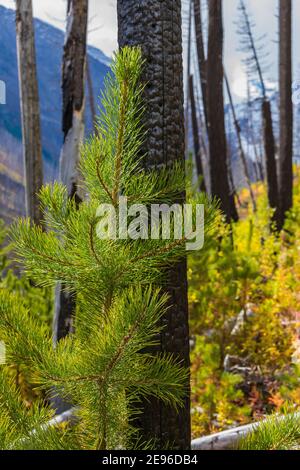 Lodgepole Pine, Pinus contorta, regrowth among burnt trees, Kootenay National Park in the Canadian Rockies, British Columbia, Canada Stock Photo