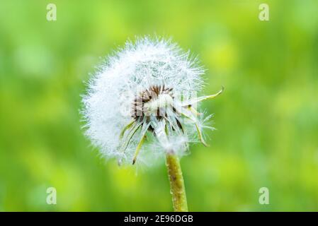 Close-up of dandelion seeds on green natural background. Macro.Green blur bokeh background. Stock Photo