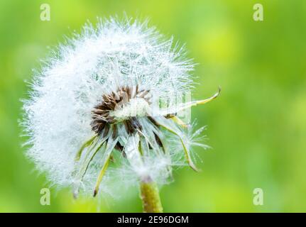 Close-up of dandelion seeds on blue natural background. Macro.Green blur bokeh background. Stock Photo