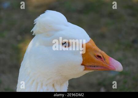 Head portrait of the tufted Roman goose an Italian breed of domestic goose Stock Photo