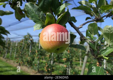 Low trunk plantation covered with net, in foreground a big ripe juicy apple on fruit tree Stock Photo