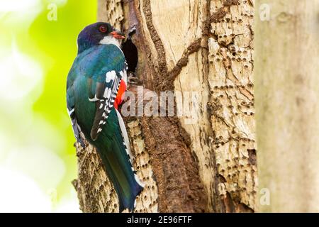 Cuban Trogon, Priotelus temnurus, single adult perched at nest hole in a tree, Cuba, 29 March 2010 Stock Photo