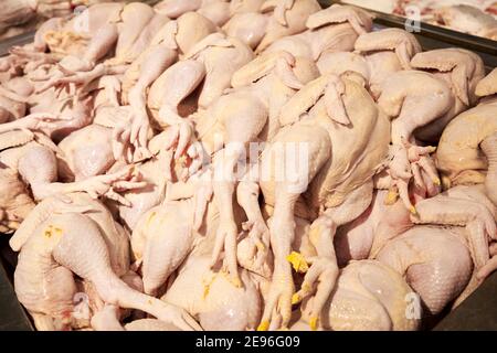 Plucked carcasses of chickens on the counter of a grocery store. Stock Photo